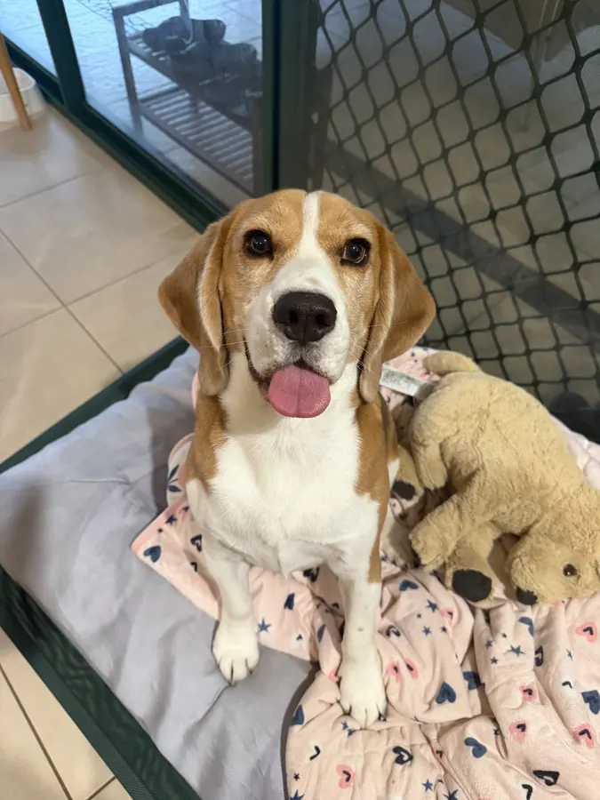 A beagle sitting up on a soft blanket, tongue out, looking at the camera