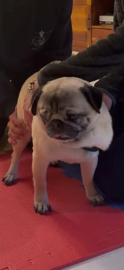 A pug standing steadily on a mat while a hand supports along its back