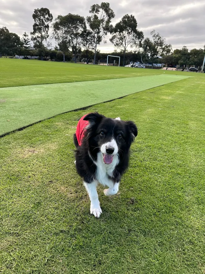 A senior border collie walking towards the camera across a grass oval