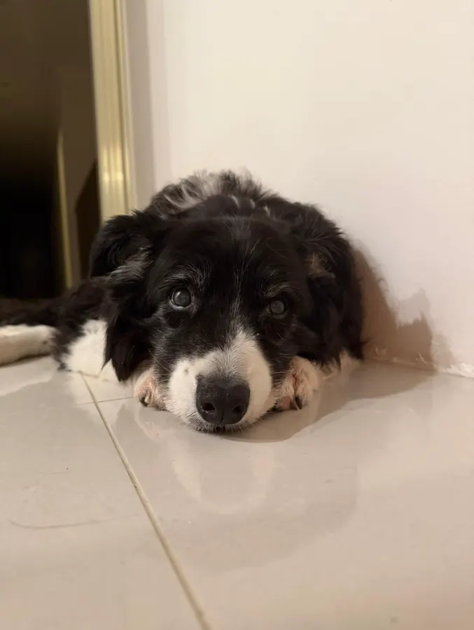 A senior border collie lying comfortably on a cool tiled floor