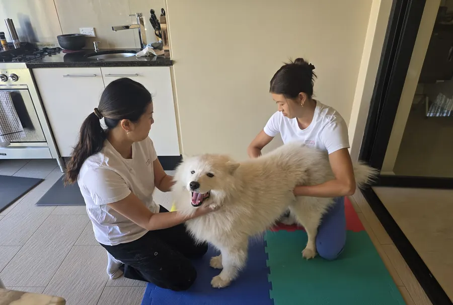 Two therapists working together on a relaxed Samoyed during an in-home session