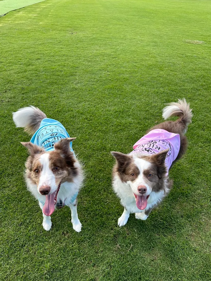 Two border collies in bandanas sitting together on the grass