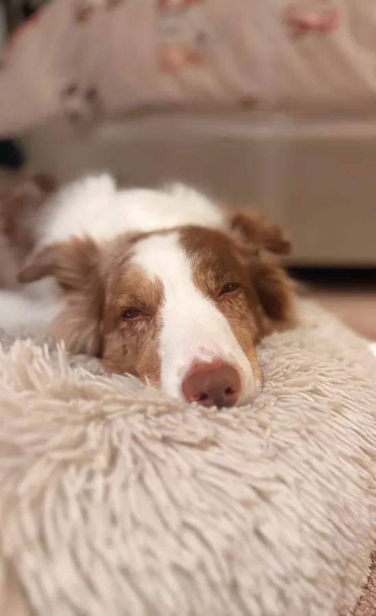 A brown and white border collie resting on a soft bed, eyes closed